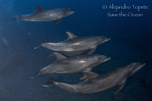 Dolphins in the sunshine,Isla San Benedicto Mexico by Alejandro Topete 